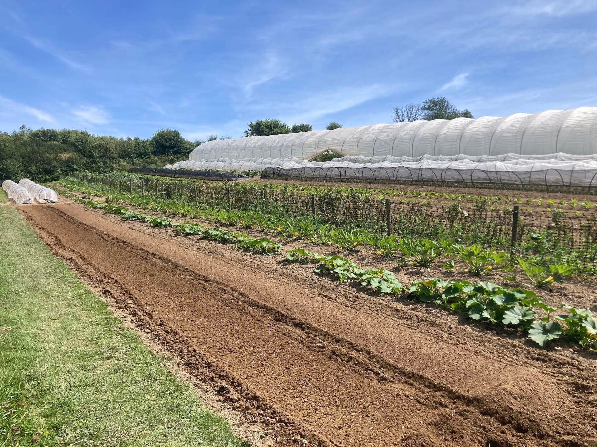 Red Hill Market Garden