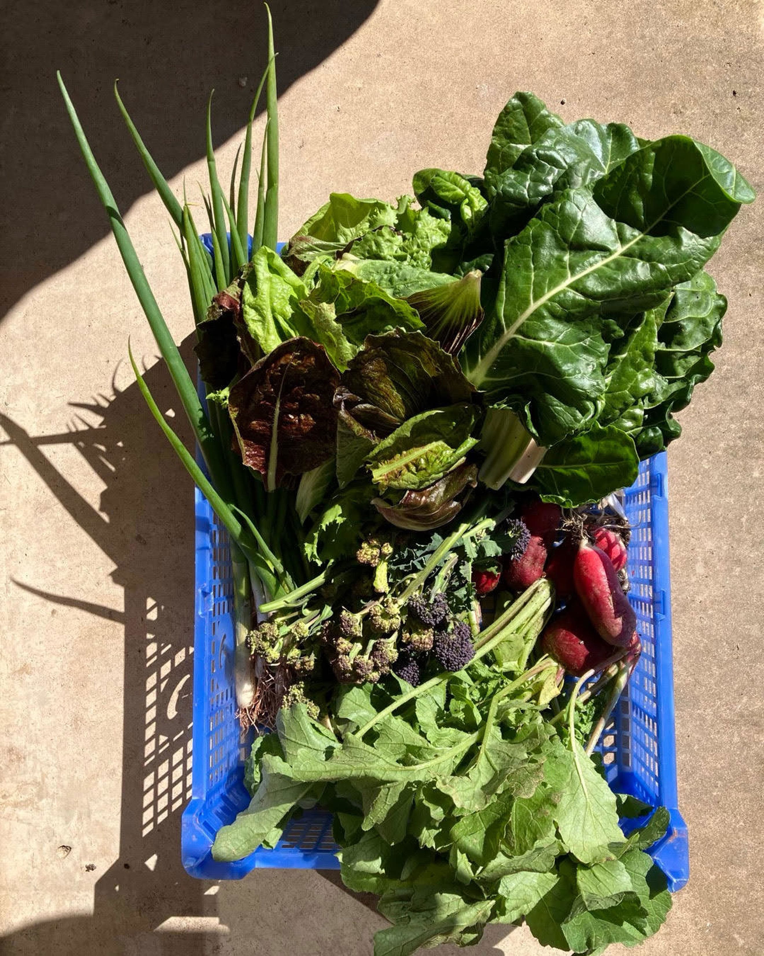 Seasonal Vegetable Box